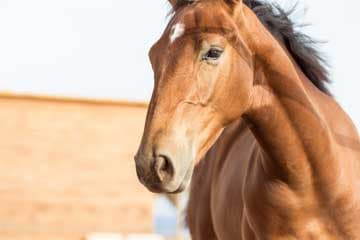 Seirios Riding Club gallery 2